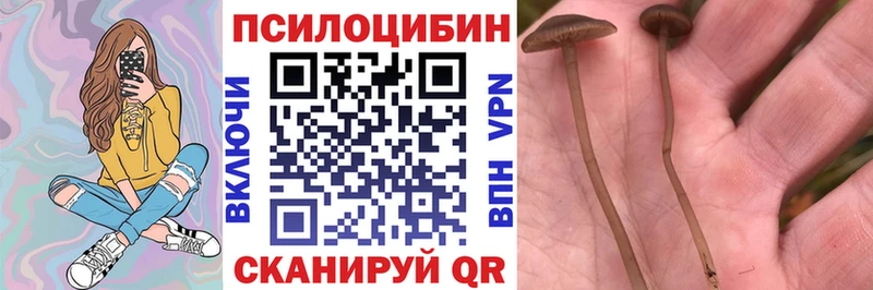 Псилоцибиновые грибы Psilocybe  закладка  Братск 